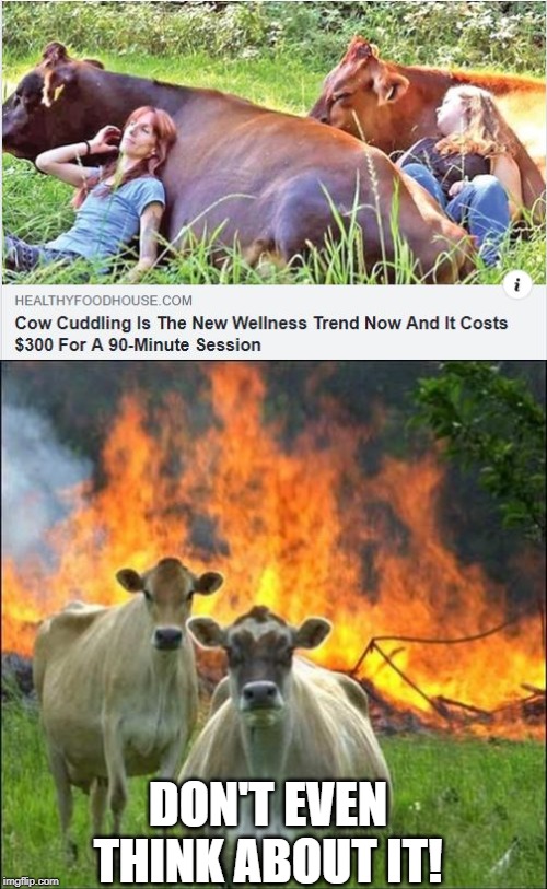 Mad Cows | DON'T EVEN THINK ABOUT IT! | image tagged in memes,evil cows | made w/ Imgflip meme maker