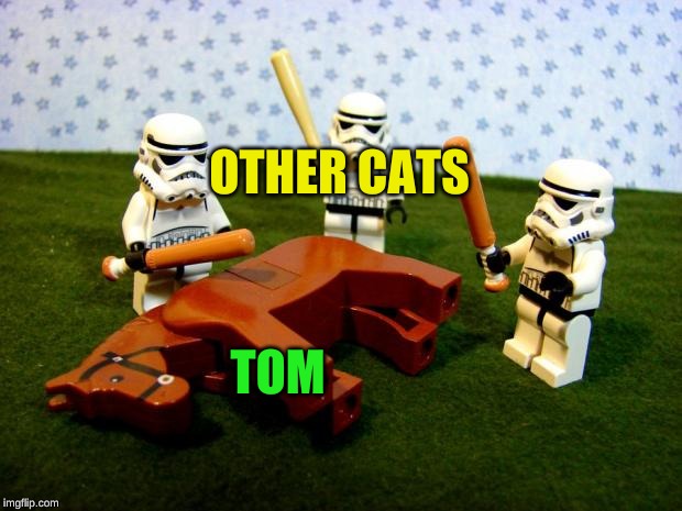 Beating a dead horse | OTHER CATS TOM | image tagged in beating a dead horse | made w/ Imgflip meme maker