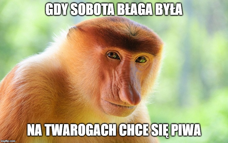 nosacz monkey | GDY SOBOTA BŁAGA BYŁA; NA TWAROGACH CHCE SIĘ PIWA | image tagged in nosacz monkey | made w/ Imgflip meme maker