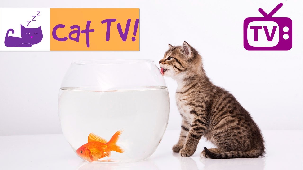 High Quality Cat TV! Blank Meme Template
