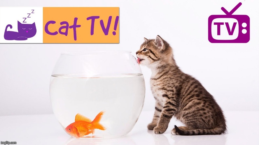 Cat TV! | image tagged in cat tv,cats | made w/ Imgflip meme maker