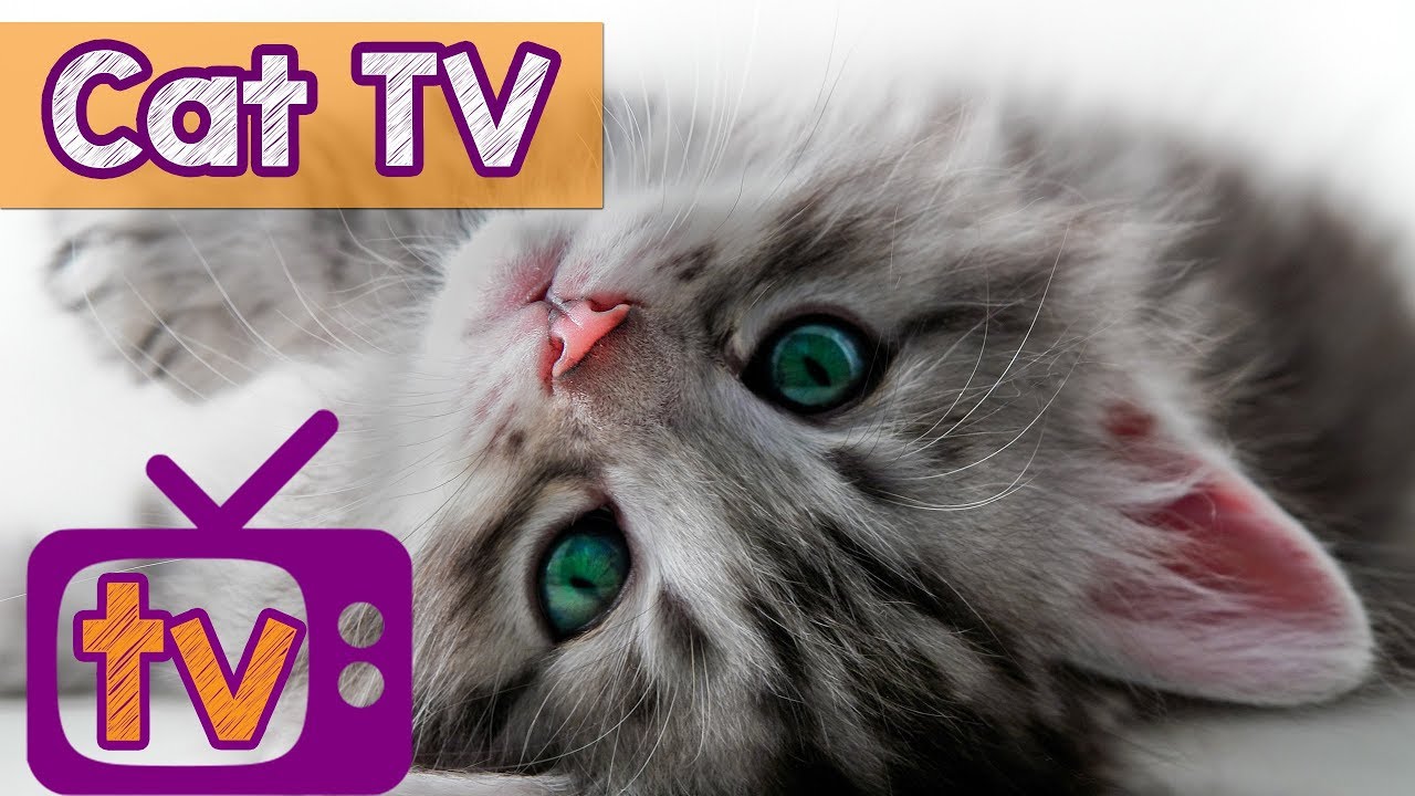 High Quality Cat TV Blank Meme Template