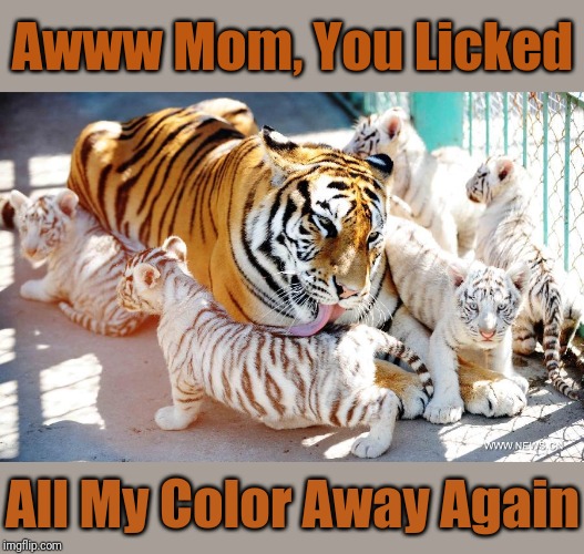 Maybe MUMMY Was Cheating With The Milkman.. |  Awww Mom, You Licked; All My Color Away Again | image tagged in memes,tiger,animals,cats,big cats | made w/ Imgflip meme maker