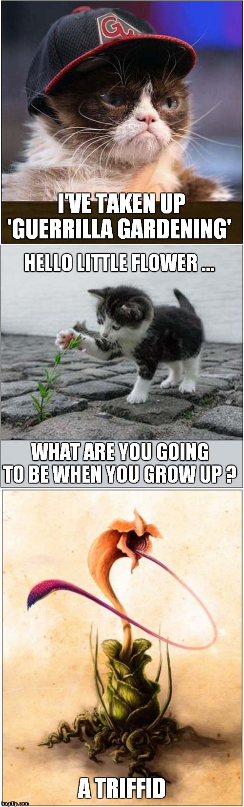 Grumpys Guerrilla Gardening Plan | I'VE TAKEN UP 'GUERRILLA GARDENING'; HELLO LITTLE FLOWER …; WHAT ARE YOU GOING TO BE WHEN YOU GROW UP ? A TRIFFID | image tagged in cats,grumpy cat,the day of the triffids | made w/ Imgflip meme maker