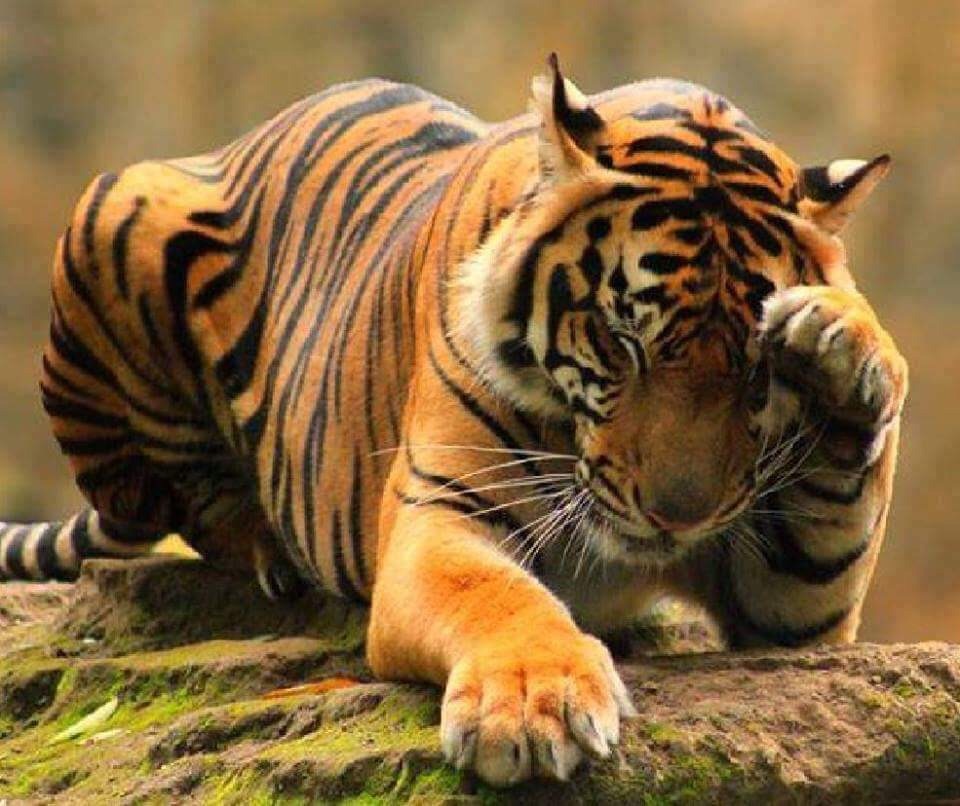 High Quality Tiger (face palm) Blank Meme Template