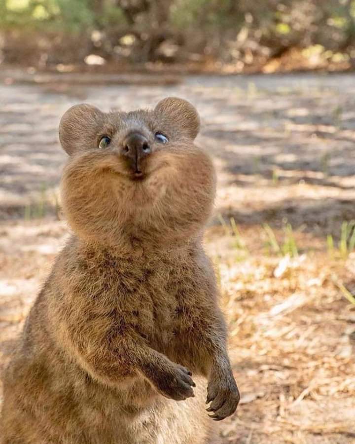 Crazy Wombat Blank Meme Template