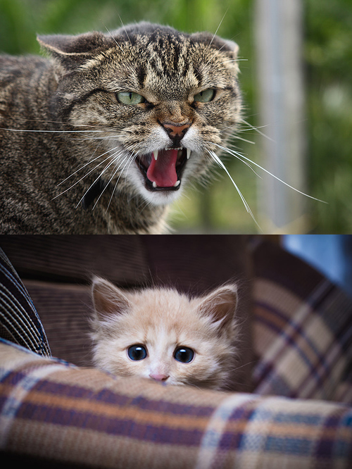 Angry and scared cat Blank Meme Template