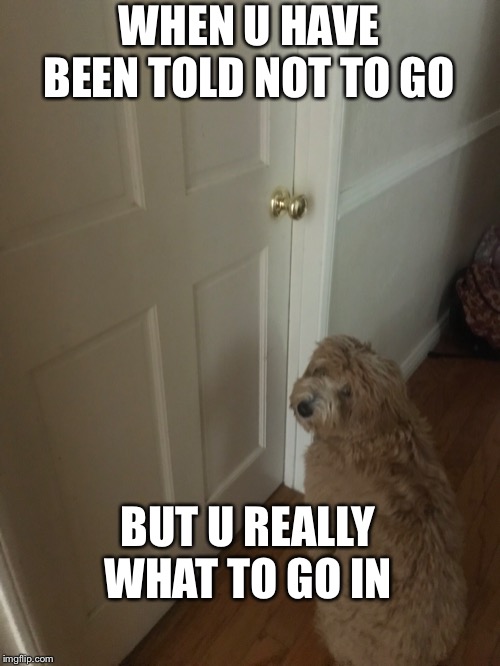 Dog Meme | WHEN U HAVE BEEN TOLD NOT TO GO; BUT U REALLY WHAT TO GO IN | image tagged in dogs,dog | made w/ Imgflip meme maker