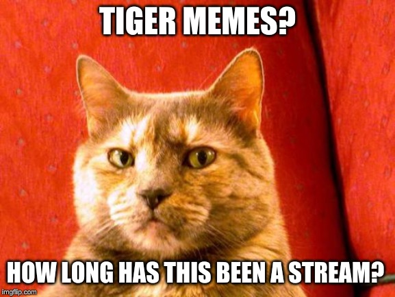 Suspicious Cat Meme | TIGER MEMES? HOW LONG HAS THIS BEEN A STREAM? | image tagged in memes,suspicious cat | made w/ Imgflip meme maker
