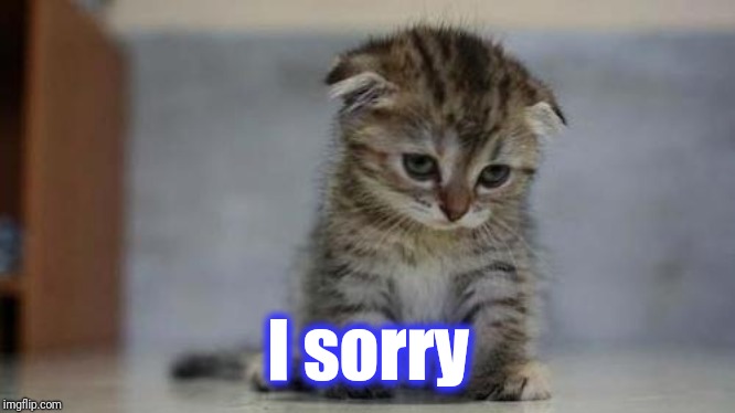 Sad kitten | I sorry | image tagged in sad kitten | made w/ Imgflip meme maker