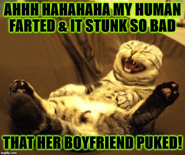 SHE FARTED | AHHH HAHAHAHA MY HUMAN FARTED & IT STUNK SO BAD; THAT HER BOYFRIEND PUKED! | image tagged in she farted | made w/ Imgflip meme maker