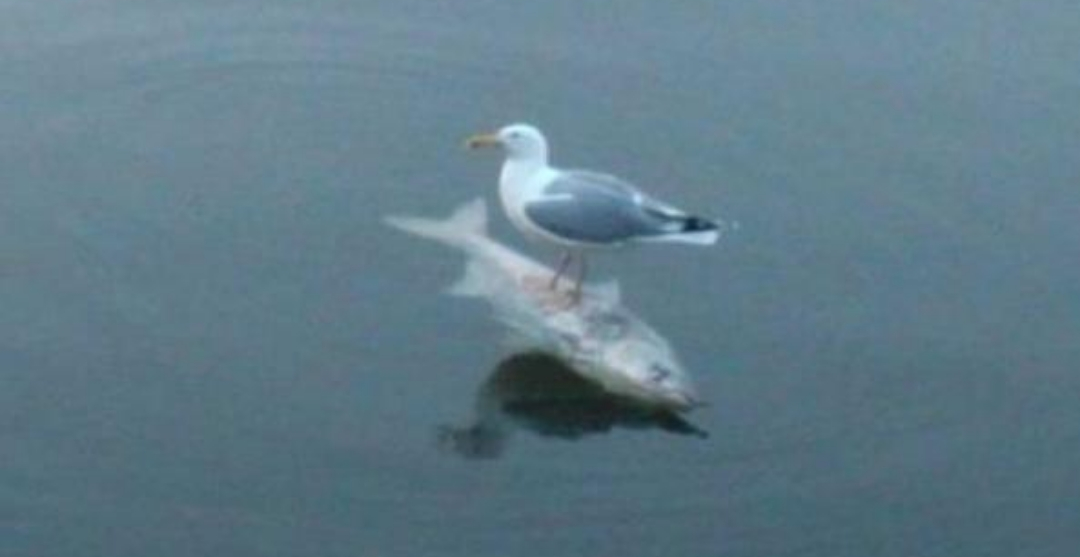 Gull surfing on a fish Blank Meme Template