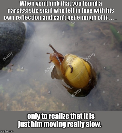 because he's a snail . . . . | When you think that you found a narcissistic snail who fell in love with his own reflection and can't get enough of it . . . . only to realize that it is just him moving really slow. | image tagged in memes,animals | made w/ Imgflip meme maker