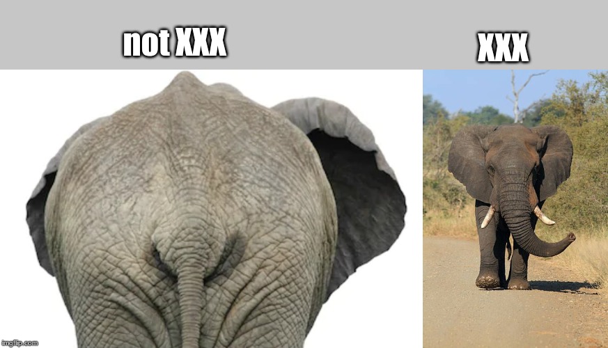 Elephant Xxx Com - if you are well-versed in the industry . . . . - Imgflip