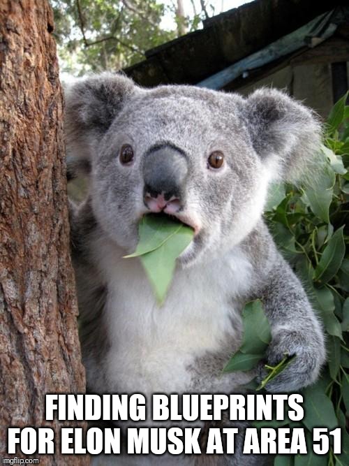 I always knew.. | FINDING BLUEPRINTS FOR ELON MUSK AT AREA 51 | image tagged in memes,surprised koala,elon musk,area 51,funny | made w/ Imgflip meme maker