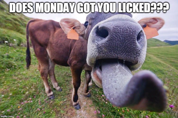 Licked | DOES MONDAY GOT YOU LICKED??? | image tagged in mondays | made w/ Imgflip meme maker