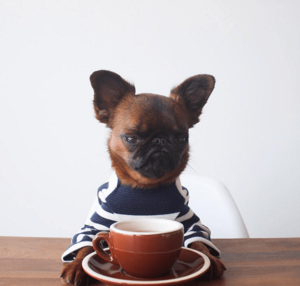 god morning cup puppy Blank Meme Template