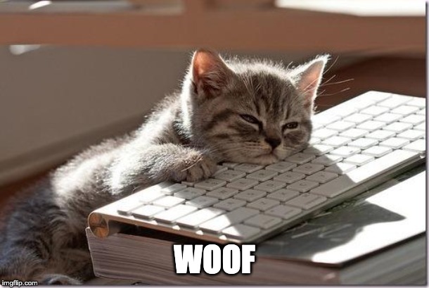 Bored Keyboard Cat | WOOF | image tagged in bored keyboard cat | made w/ Imgflip meme maker