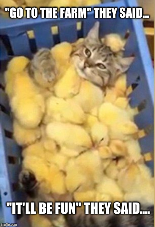 Cat in basket of baby chicks | "GO TO THE FARM" THEY SAID... "IT'LL BE FUN" THEY SAID.... | image tagged in cat,chicks,funny meme,funny animals | made w/ Imgflip meme maker