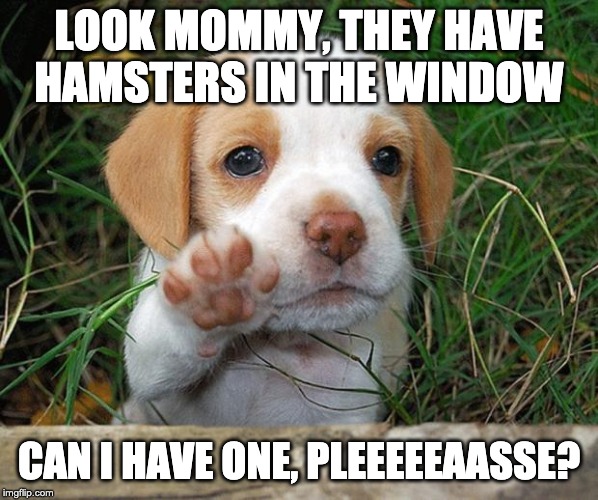 dog puppy bye | LOOK MOMMY, THEY HAVE HAMSTERS IN THE WINDOW; CAN I HAVE ONE, PLEEEEEAASSE? | image tagged in puppy | made w/ Imgflip meme maker