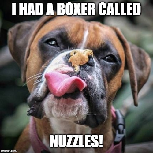 I HAD A BOXER CALLED NUZZLES! | made w/ Imgflip meme maker