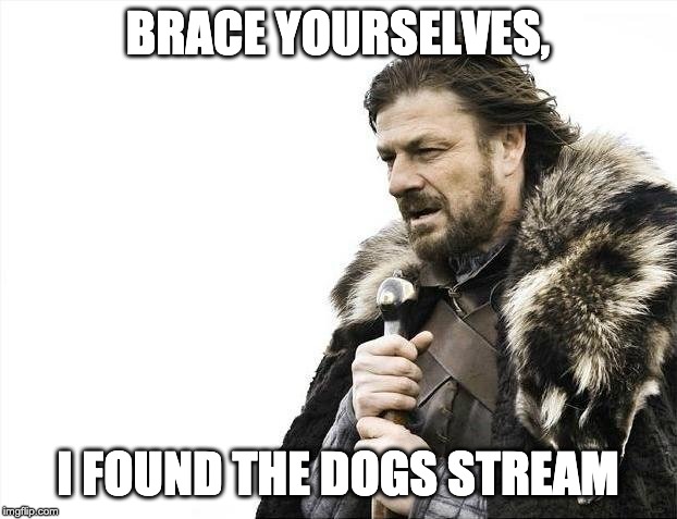 I did at least 4 already!!! | BRACE YOURSELVES, I FOUND THE DOGS STREAM | image tagged in memes,brace yourselves x is coming,dogs | made w/ Imgflip meme maker