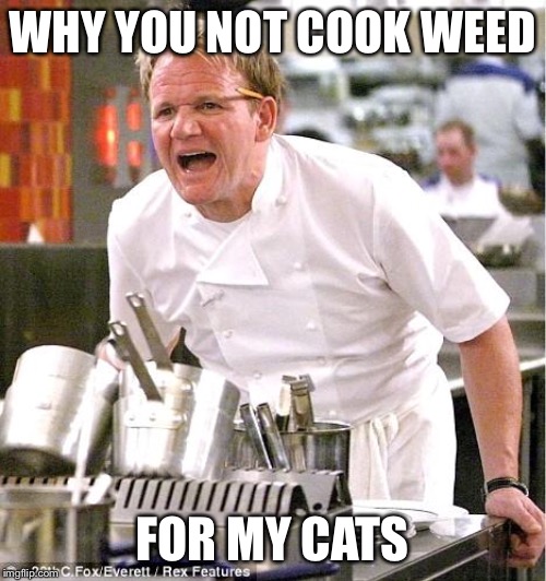 Chef Gordon Ramsay | WHY YOU NOT COOK WEED; FOR MY CATS | image tagged in memes,chef gordon ramsay,cats | made w/ Imgflip meme maker