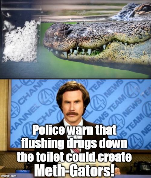 Toothless, paranoid gators? Nothing to worry about, keep flushing! | Police warn that flushing drugs down the toilet could create; Meth-Gators! | image tagged in breaking news,gators,meth,toothless,flush,memes | made w/ Imgflip meme maker
