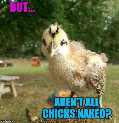 Little Chicken | BUT... AREN'T ALL CHICKS NAKED? | image tagged in little chicken | made w/ Imgflip meme maker