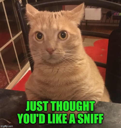 Surprised cat sitting at a bar | JUST THOUGHT YOU'D LIKE A SNIFF | image tagged in surprised cat sitting at a bar | made w/ Imgflip meme maker