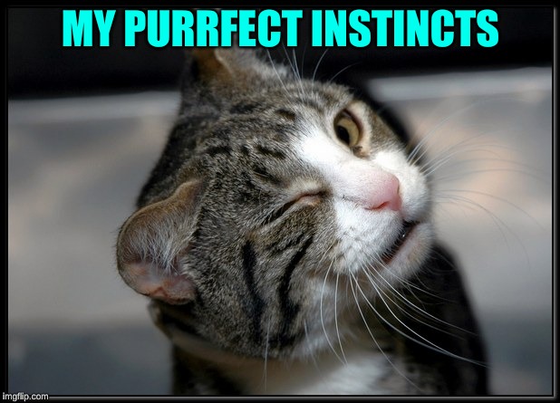 Winking Cat | MY PURRFECT INSTINCTS | image tagged in winking cat | made w/ Imgflip meme maker