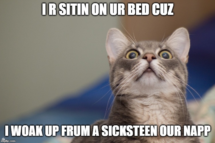 Sicksteen Ours Wel Spentt | I R SITIN ON UR BED CUZ; I WOAK UP FRUM A SICKSTEEN OUR NAPP | image tagged in lolcat,memes,funny | made w/ Imgflip meme maker