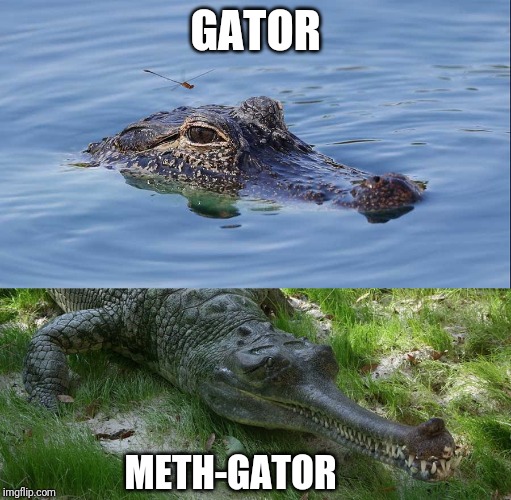 Don't flush your drugs |  GATOR; METH-GATOR | image tagged in aligator,gator,meth,meth-gator,tennessee,florida | made w/ Imgflip meme maker