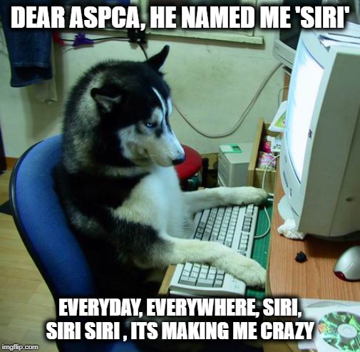 I Have No Idea What I Am Doing Meme | DEAR ASPCA, HE NAMED ME 'SIRI' EVERYDAY, EVERYWHERE, SIRI, SIRI SIRI , ITS MAKING ME CRAZY | image tagged in memes,i have no idea what i am doing | made w/ Imgflip meme maker