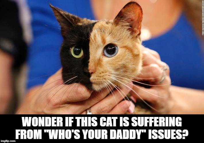 What a Mix | WONDER IF THIS CAT IS SUFFERING FROM "WHO'S YOUR DADDY" ISSUES? | image tagged in cats | made w/ Imgflip meme maker