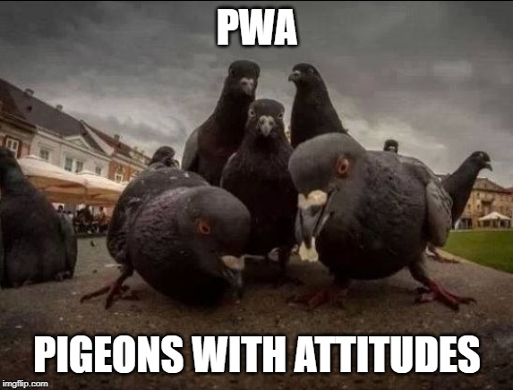 Straight Outta Central Park! | PWA; PIGEONS WITH ATTITUDES | image tagged in pigeons | made w/ Imgflip meme maker
