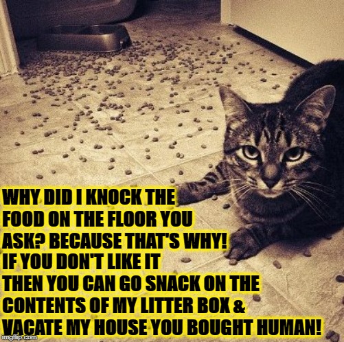 BECAUSE THAT'S WHY | WHY DID I KNOCK THE FOOD ON THE FLOOR YOU ASK? BECAUSE THAT'S WHY! IF YOU DON'T LIKE IT THEN YOU CAN GO SNACK ON THE CONTENTS OF MY LITTER BOX & VACATE MY HOUSE YOU BOUGHT HUMAN! | image tagged in because that's why | made w/ Imgflip meme maker