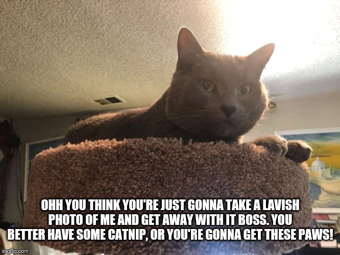 Kitty Problems | OHH YOU THINK YOU'RE JUST GONNA TAKE A LAVISH PHOTO OF ME AND GET AWAY WITH IT BOSS. YOU BETTER HAVE SOME CATNIP, OR YOU'RE GONNA GET THESE PAWS! | image tagged in cat,comedy | made w/ Imgflip meme maker