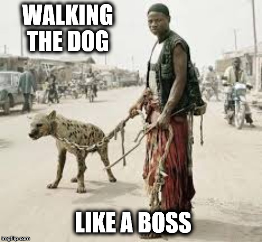 Atomic Dawg | WALKING THE DOG; LIKE A BOSS | image tagged in doggo,does your dog bite,yo dawg,crazy dawg | made w/ Imgflip meme maker