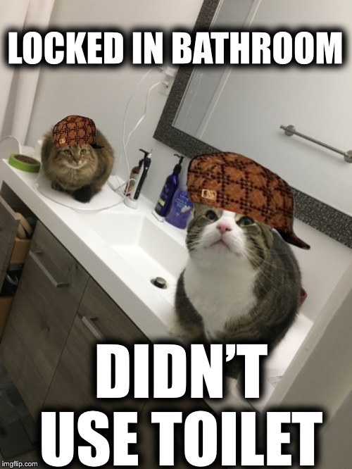 My fault but it was RIGHT THERE! |  LOCKED IN BATHROOM; DIDN’T USE TOILET | image tagged in cats,grumpy cat,i should buy a boat cat,poop,scared cat,funny cats | made w/ Imgflip meme maker