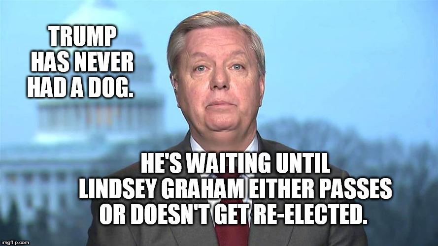 TRUMP HAS NEVER HAD A DOG. HE'S WAITING UNTIL 
LINDSEY GRAHAM EITHER PASSES OR DOESN'T GET RE-ELECTED. | image tagged in lindsey graham,white house pets,donald trump | made w/ Imgflip meme maker