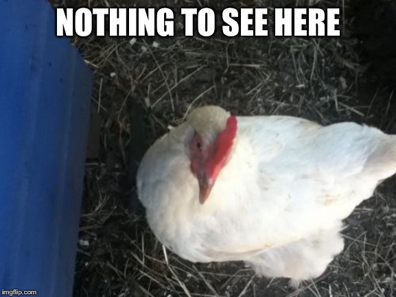 Angry Chicken Boss Meme | NOTHING TO SEE HERE | image tagged in memes,angry chicken boss | made w/ Imgflip meme maker