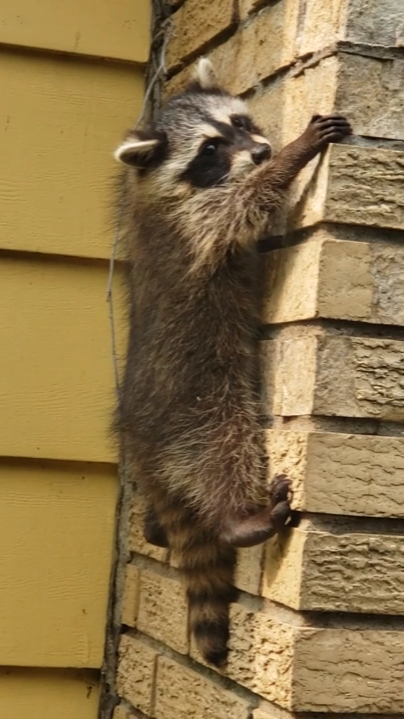 High Quality guilty racoon Blank Meme Template