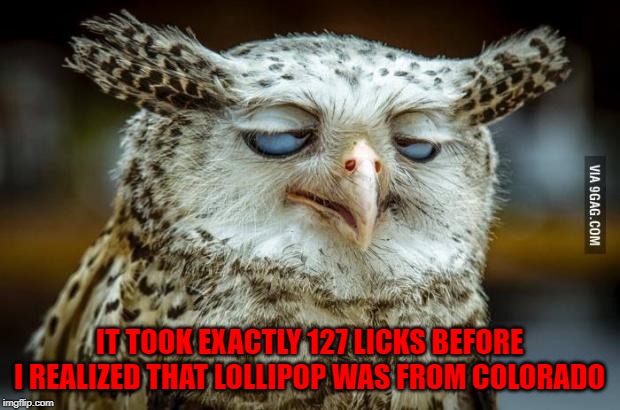 I would've for forgotten how many licks it took! | IT TOOK EXACTLY 127 LICKS BEFORE I REALIZED THAT LOLLIPOP WAS FROM COLORADO | image tagged in pleased owl,memes,high owl,funny,edibles,how many licks | made w/ Imgflip meme maker