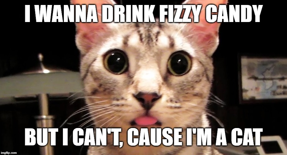 GUILTY KITTY | I WANNA DRINK FIZZY CANDY; BUT I CAN'T, CAUSE I'M A CAT | image tagged in guilty kitty,bfvsgf,prankvsprank,cats,cat | made w/ Imgflip meme maker