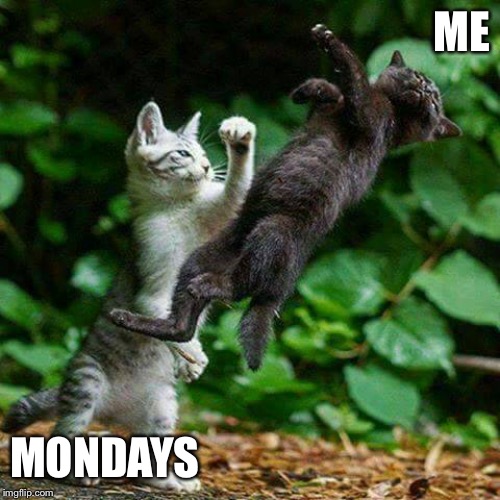 Cat Fight | ME; MONDAYS | image tagged in cat fight | made w/ Imgflip meme maker