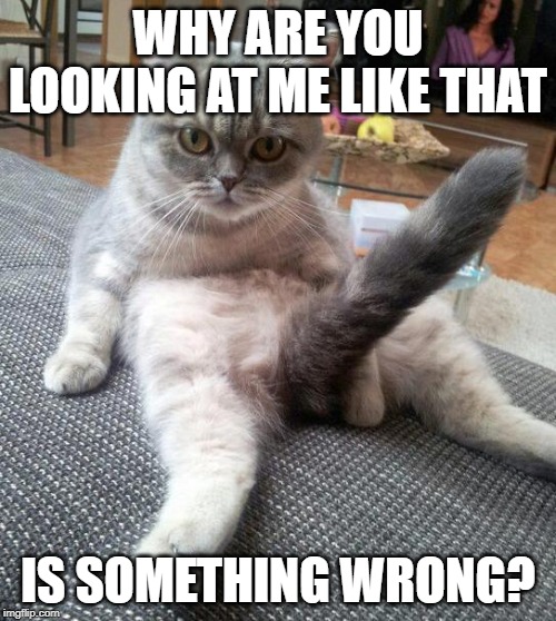 Sexy Cat | WHY ARE YOU LOOKING AT ME LIKE THAT; IS SOMETHING WRONG? | image tagged in memes,sexy cat | made w/ Imgflip meme maker