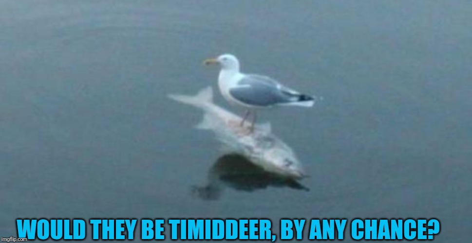 Gull surfing on a fish | WOULD THEY BE TIMIDDEER, BY ANY CHANCE? | image tagged in gull surfing on a fish | made w/ Imgflip meme maker