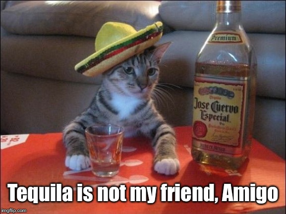 Tequila Cat | Tequila is not my friend, Amigo | image tagged in tequila cat | made w/ Imgflip meme maker