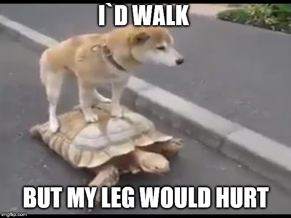 dog on turtle | I`D WALK; BUT MY LEG WOULD HURT | image tagged in dog | made w/ Imgflip meme maker